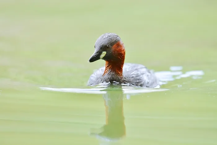 Framed Print : Little grebe (Tachybaptus ruficollis)