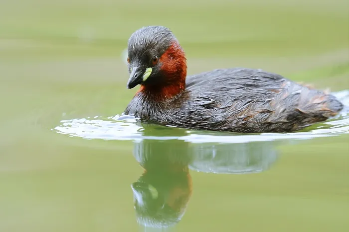 Framed Print : Little grebe (Tachybaptus ruficollis)