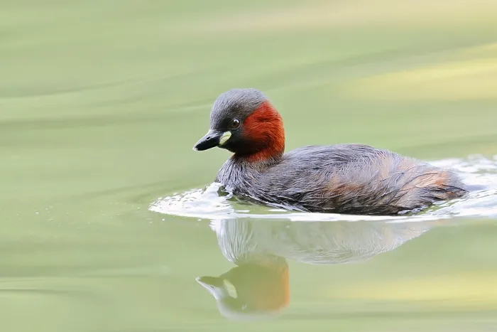 Framed Print : Little grebe (Tachybaptus ruficollis) Framed Print : Little grebe (Tachybaptus ruficollis)