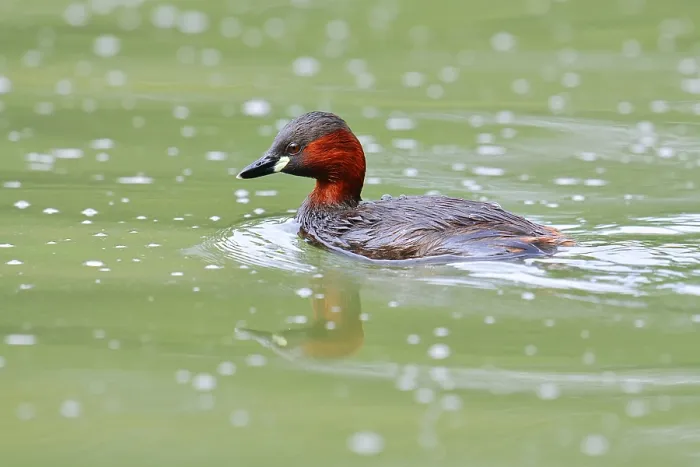 Framed Print : Little grebe (Tachybaptus ruficollis)