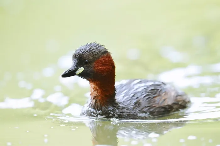 Framed Print : Little grebe (Tachybaptus ruficollis)