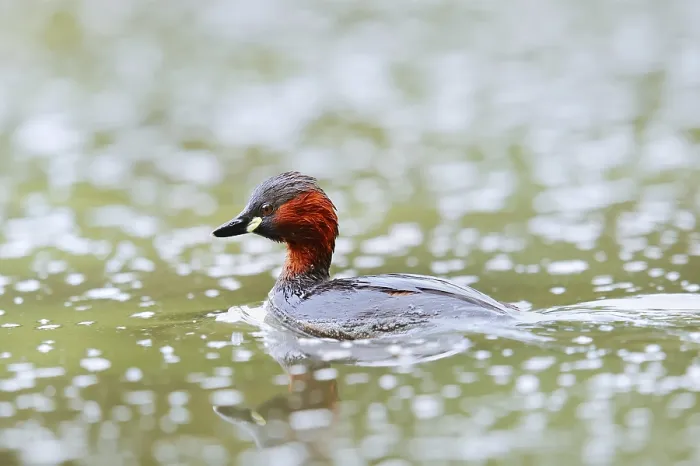 Framed Print : Little grebe (Tachybaptus ruficollis)