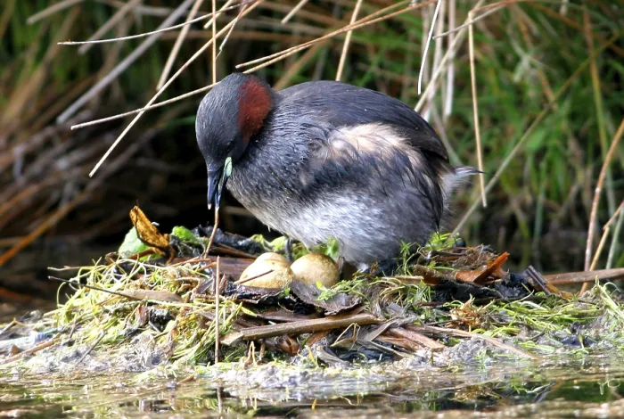 Framed Print : Little Grebe (Tachybaptus ruficollis) Adult at nest