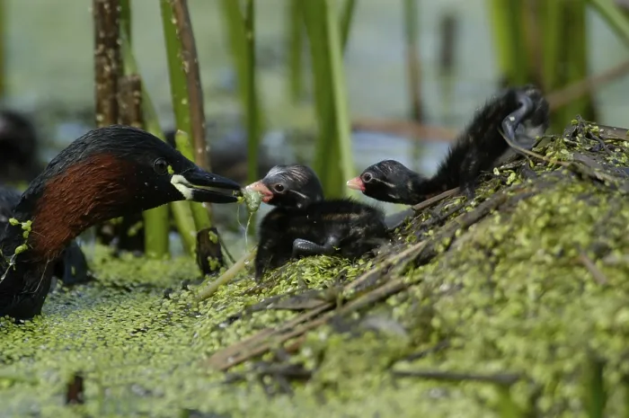 Framed Print : Little Grebe (Tachybaptus ruficollis) feeding chicks at nest