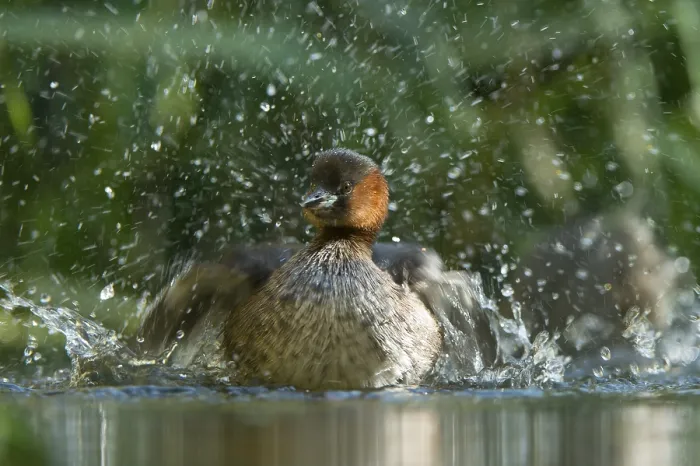 Framed Print : Little Grebe (Tachybaptus ruficollis), male