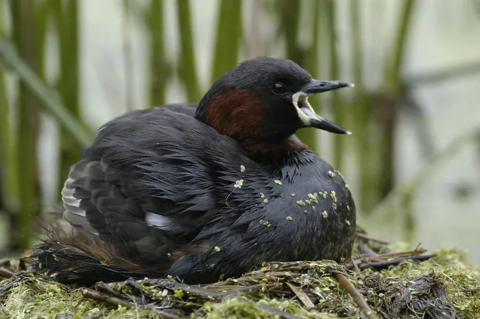 Framed Print : Little Grebe (Tachybaptus ruficollis) on nest