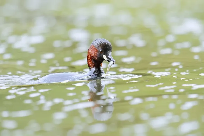 Framed Print : Little grebe (Tachybaptus ruficollis) with preyed fish Framed Print : Little grebe (Tachybaptus ruficollis) with preyed fish