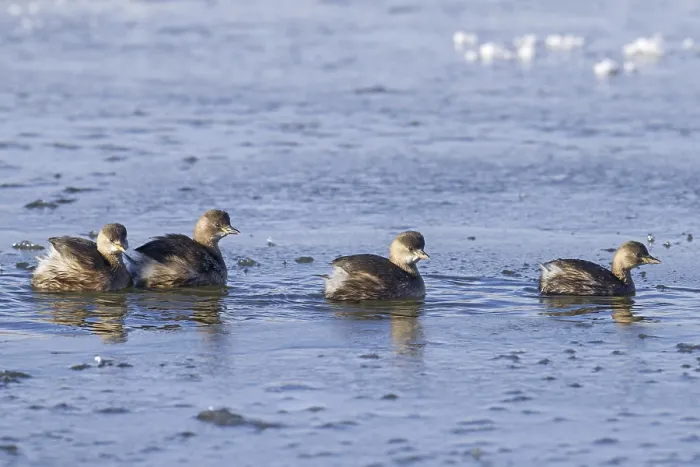 Framed Print : Four little grebes (Tachybaptus ruficollis)