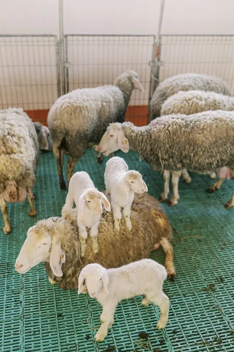 Framed Print : Little lambs sit on a sheep in a paddock next to other sheep on a farm Framed Print : Little lambs sit on a sheep in a paddock next to other sheep on a farm