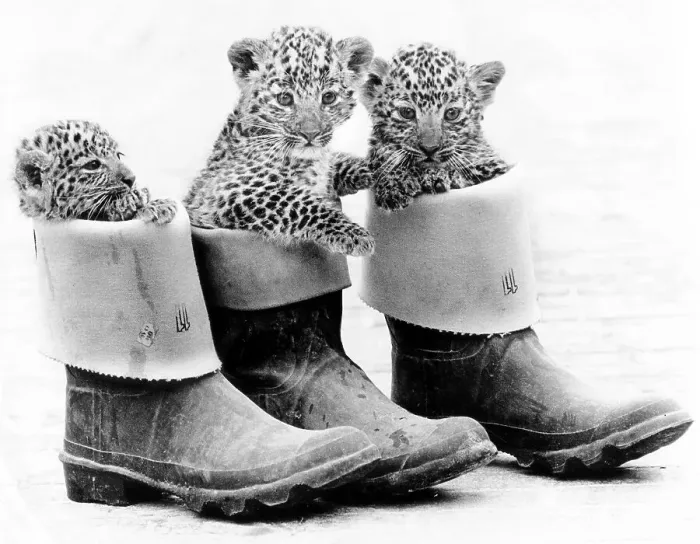 Framed Print : Little leopards in rubber boots Framed Print : Little leopards in rubber boots