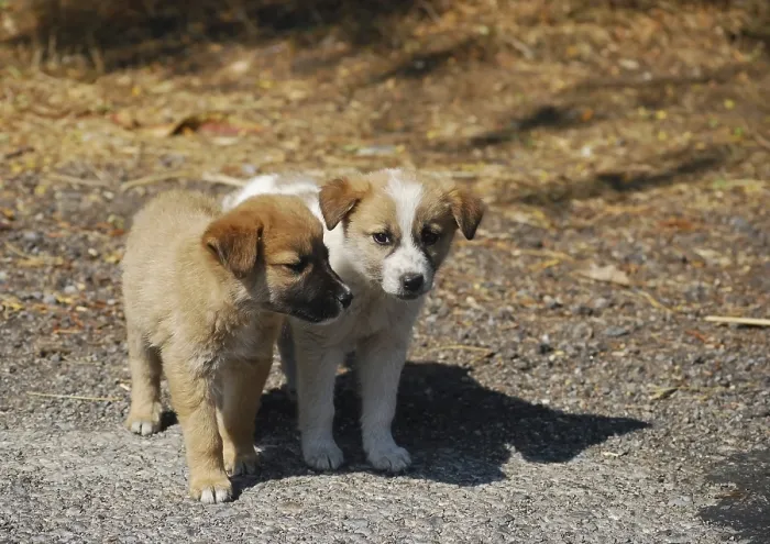Framed Print : Two little lovely mongrel dogs on a road