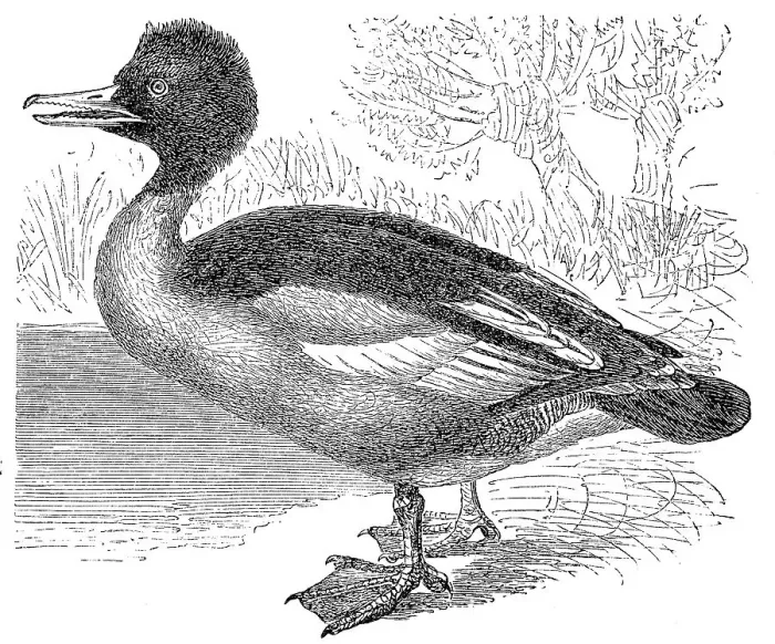 Framed Print : Little Merganser, common merganser (Mergus merganser) Framed Print : Little Merganser, common merganser (Mergus merganser)