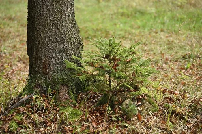Framed Print : A little Norway spruce (Picea abies) tree growing in a forest in autumn