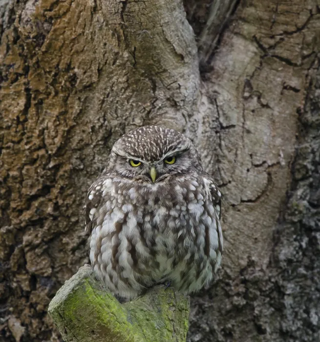 Framed Print : Little Owl (Athene noctua)