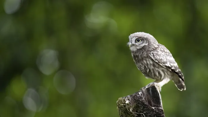 Framed Print : A little owl (Athene noctua) Framed Print : A little owl (Athene noctua)