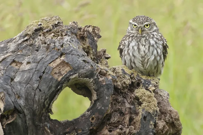 Framed Print : Little Owl (Athene noctua), adult