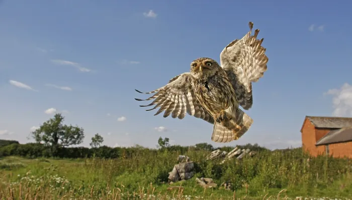 Framed Print : Little owl (Athene noctua) adult