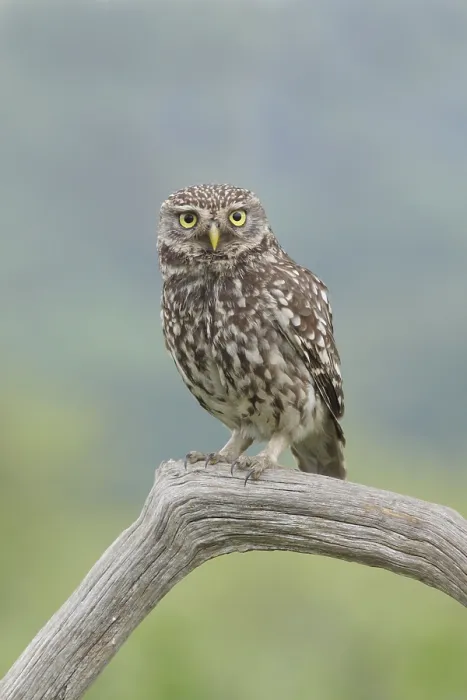 Framed Print : Little Owl (Athene noctua) adult