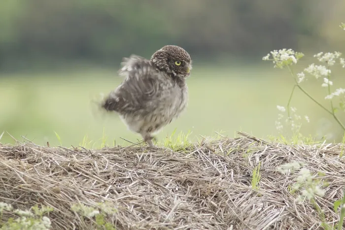 Framed Print : Little Owl (Athene noctua) adult