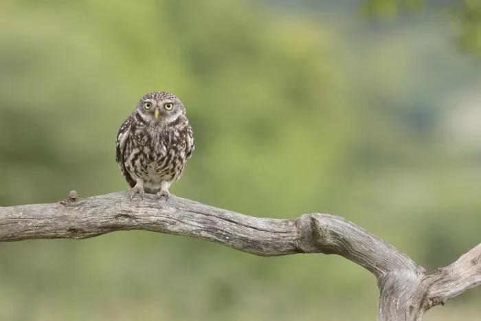 Framed Print : Little Owl (Athene noctua) adult