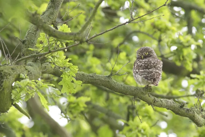 Framed Print : Little Owl (Athene noctua) adult Framed Print : Little Owl (Athene noctua) adult