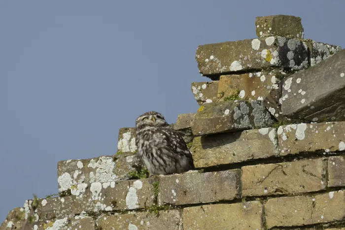 Framed Print : Little owl (Athene noctua) adult bird on an old brick building Framed Print : Little owl (Athene noctua) adult bird on an old brick building