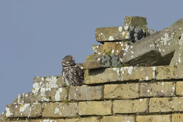 Framed Print : Little owl (Athene noctua) adult bird preening on bricks of an old building