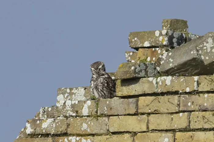 Framed Print : Little owl (Athene noctua) adult bird preening on an old brick building