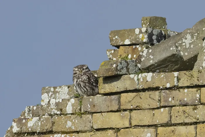 Framed Print : Little owl (Athene noctua) adult bird sleeping on an old building Framed Print : Little owl (Athene noctua) adult bird sleeping on an old building