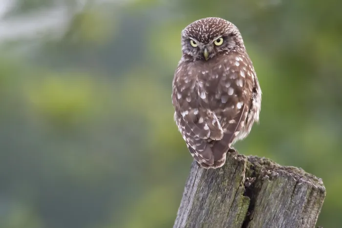 Framed Print : Little owl, (Athene noctua), animals
