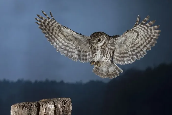 Framed Print : Little owl (Athene noctua), approaching the perch at dusk