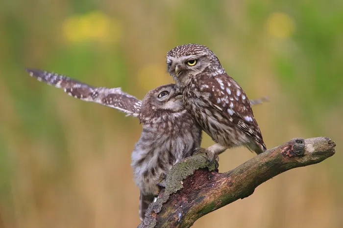 Framed Print : Little owl (Athene noctua) with branch