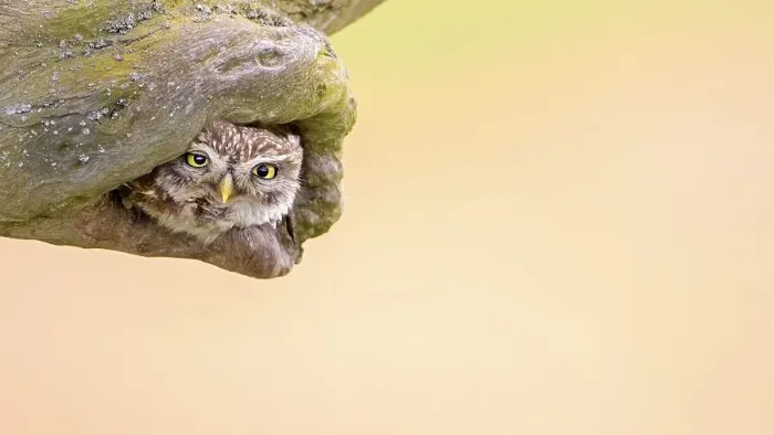 Framed Print : Little owl (Athene noctua) in breeding burrow Framed Print : Little owl (Athene noctua) in breeding burrow