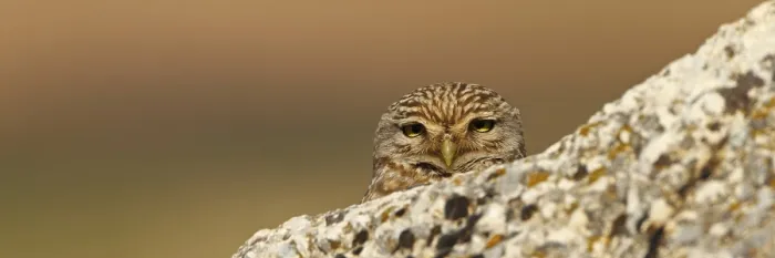 Framed Print : Little Owl, Athene noctua, Cheveche d'Athena