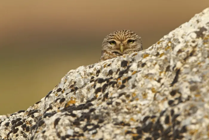 Framed Print : Little Owl, Athene noctua, Cheveche d'Athena