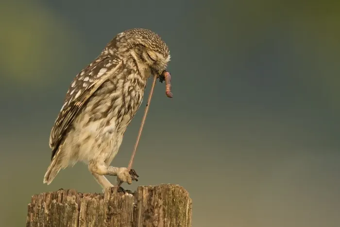 Framed Print : Little owl (Athene noctua) with earthworm as prey on tree stump Framed Print : Little owl (Athene noctua) with earthworm as prey on tree stump