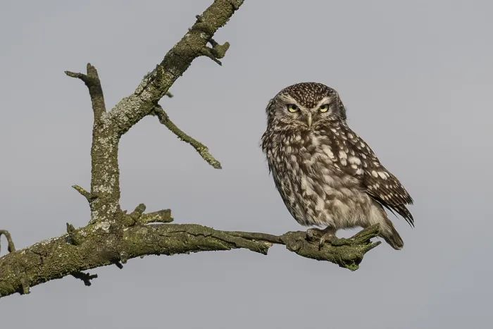 Framed Print : Little owl (Athene noctua), Emsland