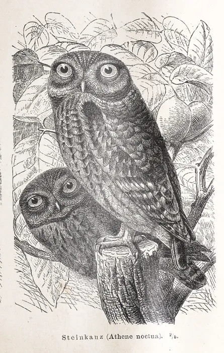Framed Print : Little owl (Athene noctua), two little owls