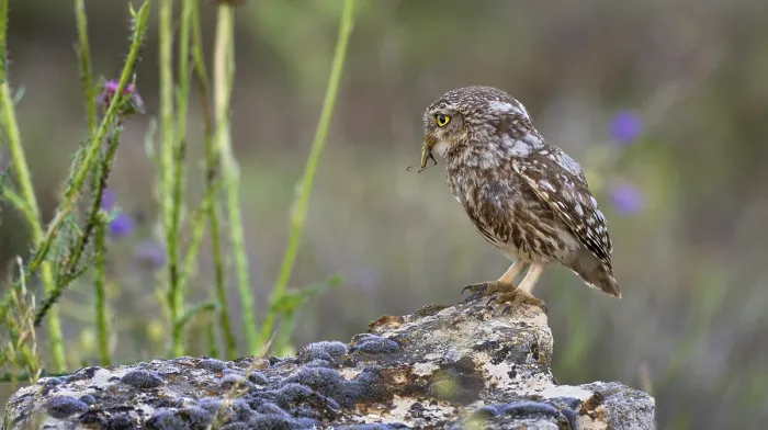 Framed Print : Little Owl, Athene noctua, Mediterranean Forest