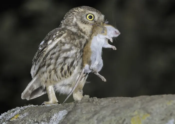 Framed Print : Little Owl (Athene noctua) with mouse prey Framed Print : Little Owl (Athene noctua) with mouse prey