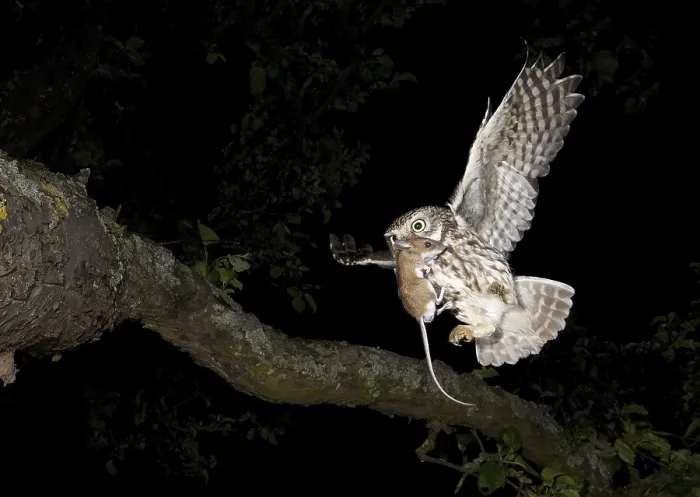 Framed Print : Little Owl (Athene noctua) with mouse prey