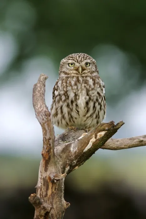 Framed Print : Little owl (Athene noctua) on its perch Framed Print : Little owl (Athene noctua) on its perch