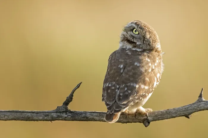 Framed Print : Little Owl (Athene noctua) perched on a branch