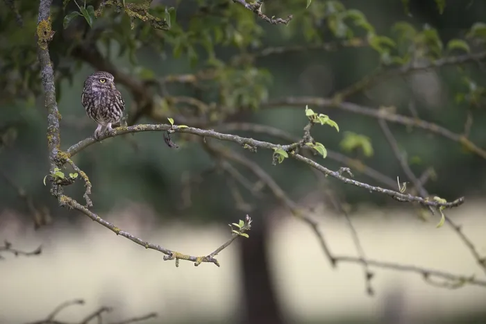 Framed Print : A little owl (Athene noctua) sits attentively on a branch with a clear green background Framed Print : A little owl (Athene noctua) sits attentively on a branch with a clear green background