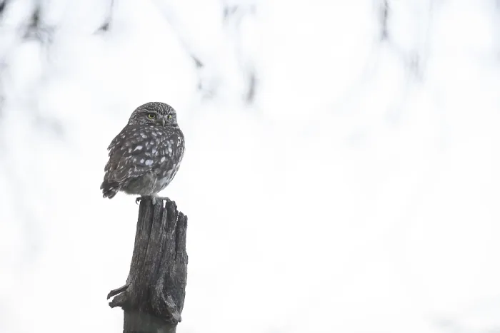 Framed Print : A little owl (Athene noctua) sits quietly on an old willow pole against a light-coloured background