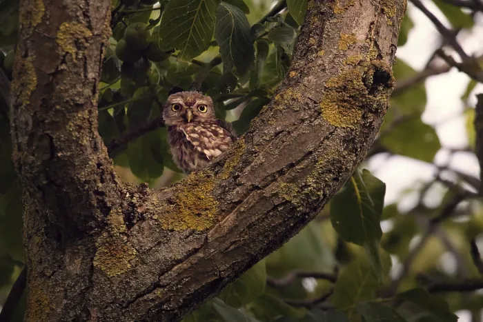 Framed Print : Little owl (Athene noctua) sitting in a branch fork