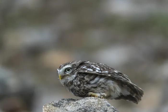 Framed Print : One little owl (Athene noctua) sitting on a stone inside the ruins of an ancient castle