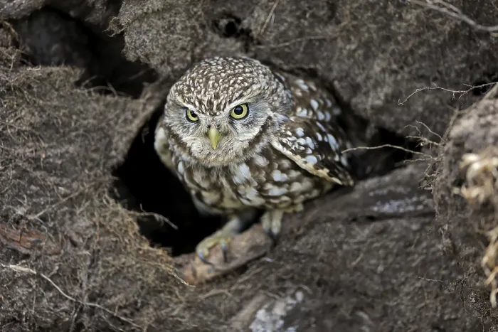 Framed Print : Little owl (Athene noctua), (Tyto alba) Framed Print : Little owl (Athene noctua), (Tyto alba)
