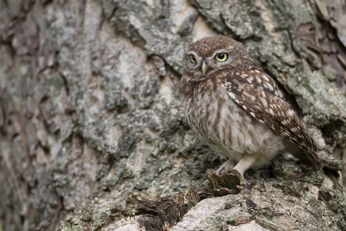 Framed Print : Little owl (Athene noctua), Vechta Framed Print : Little owl (Athene noctua), Vechta