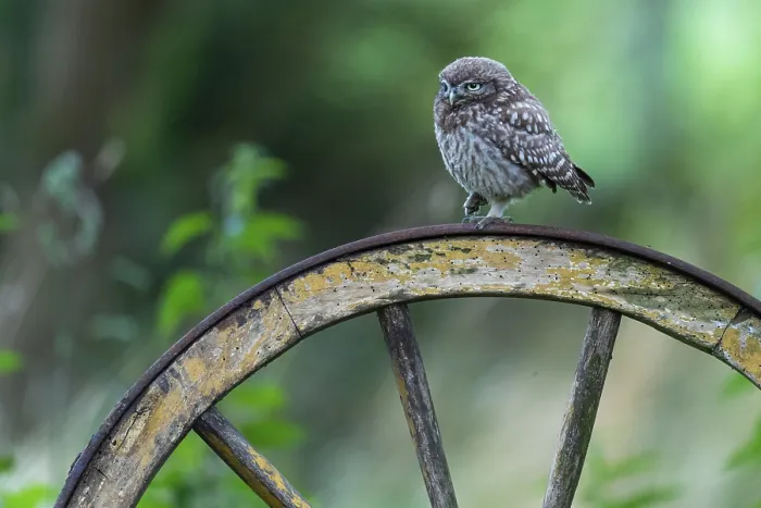Framed Print : Little owl (Athene noctua), Vechta Framed Print : Little owl (Athene noctua), Vechta